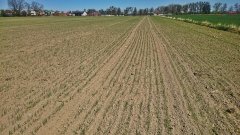 Pszenica jara Quintus 