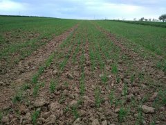 Pszenica jara Werbena