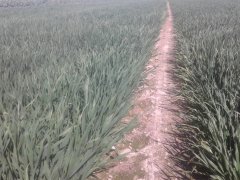 Pszenica kilimanjaro