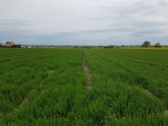 Pszenica Medalistka i Smuga