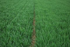 Pszenica ozima Belissa - Kilimanjaro