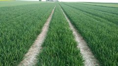 Pszenica ozima Delawar