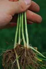 Pszenica ozima HONDIA 24.04.2018