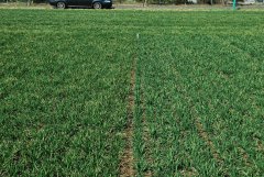 Pszenica ozima Kilimanjaro - Belissa