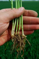 Pszenica ozima Kilimanjaro 24.04.2018