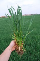 Pszenica ozima Kilimanjaro