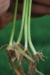 Pszenica ozima Patras 24.04.2018