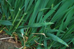 Pszenica ozima Patras