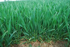 Pszenica ozima Patras