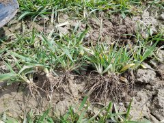 Pszenica ozima Rotax - 02.04.2018 - z systivą i bez