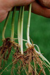 Pszenica ozima Rotax 24.04.2018