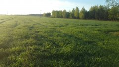 Pszenżyto ozime Rotondo