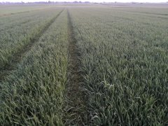 Pszenżyto ozime Tomko