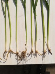 Pszenżyto zimowe Rotondo 