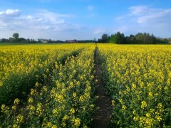 Rzepak ozimy HYBRIROCK F1 KWS