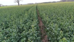 Rzepak Ozimy Chrobry