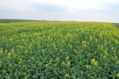 Rzepak ozimy Maisadour LOKI