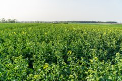 Rzepak Phoenix CL - 21.04.2018