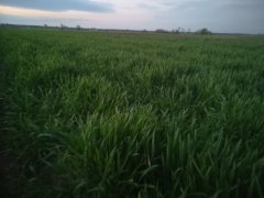 Żyto hybrydowe Kws Binntto 1/4 j/ha