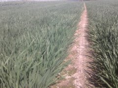 Pszenica kilimanjaro