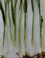 Pszenica ozima mix odmian