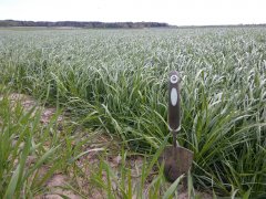 Trawa Barenbrug BG4 Milkway