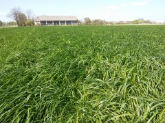 Trawa Barenbrug BG4 Milkway