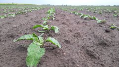 Buraki cukrowe KWS SUKCESJA