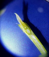 Jęczmień jary Basic 