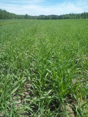 Jęczmień jary Eunova