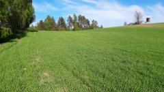 Jęczmień jary Kucyk