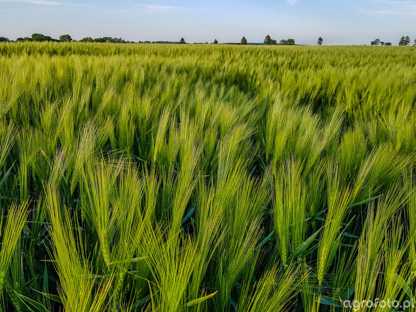 Jęczmień ozimy Titus - 19.05.2018 - zdjęcie, fotka, foto ...