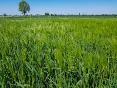 Jęczmień ozimy Titus 13.05.2018