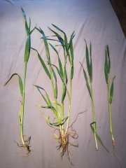 Jęczmień Quadriga Pszenżyto Rotondo Pszenica Julius 