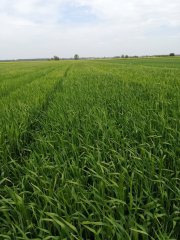 Jęczmień zimowy Quadriga 