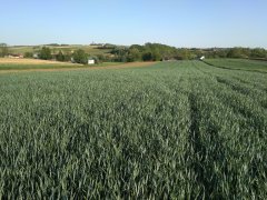 Pszenica Bohemia 7.05.2018