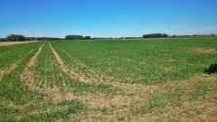 Pszenica jara Arabella 