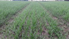 Pszenica jara BOMBONA