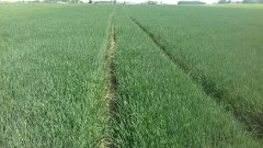 Pszenica Kilimanjaro 