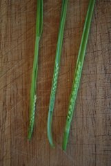 Pszenica ozima - kłosy 7.05.2018