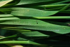 Pszenica ozima - robczek