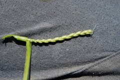 Pszenica ozima Hondia - kłos 7.05.2018