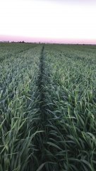 Pszenica ozima Hondia 