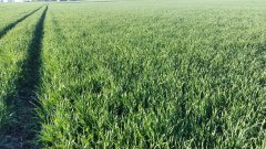 Pszenica Ozima Julius