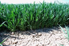 Pszenica ozima Rivero 7.05.2018