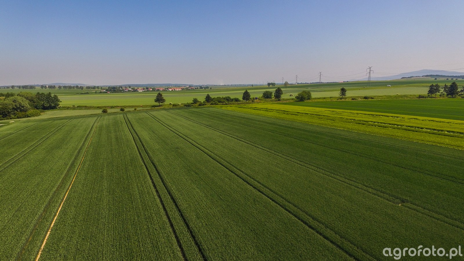 Pszenica ozima Rotax, patras i rivero 29.05.2018