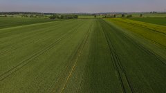 Pszenica ozima Rotax, patras i rivero 29.05.2018