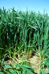 Pszenica ozima Rotax 7.05.2018