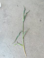 Pszenzyto zimowe Rotondo 