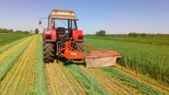 Zetor 8011 & kosiarka Z105/1